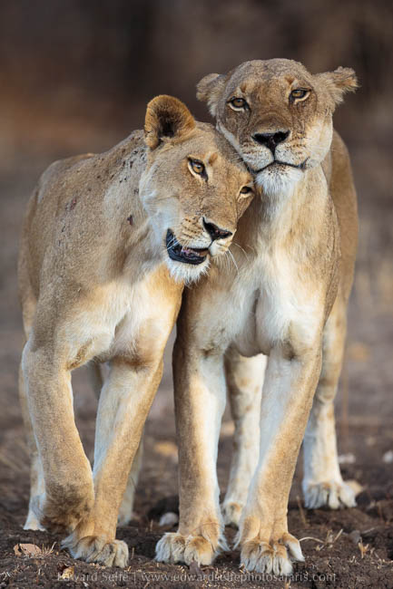 Wildlife image from photo safari with edward selfe in south luangwa national park.