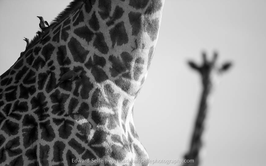 An abstract of giraffes on photo safari in south luangwa national park.