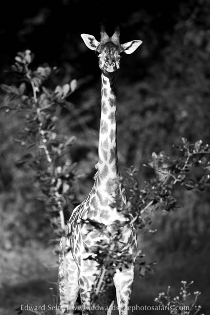 Wildlife image from photo safari with edward selfe.