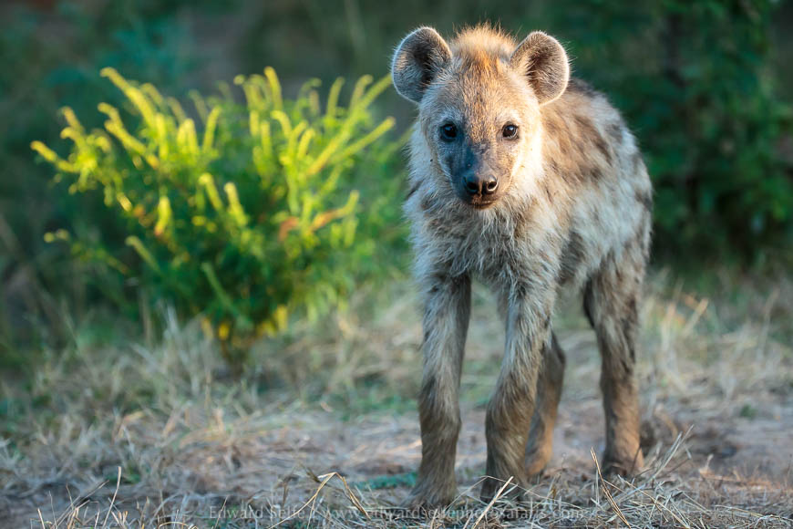 Wildlife image from photo safari with edward selfe.