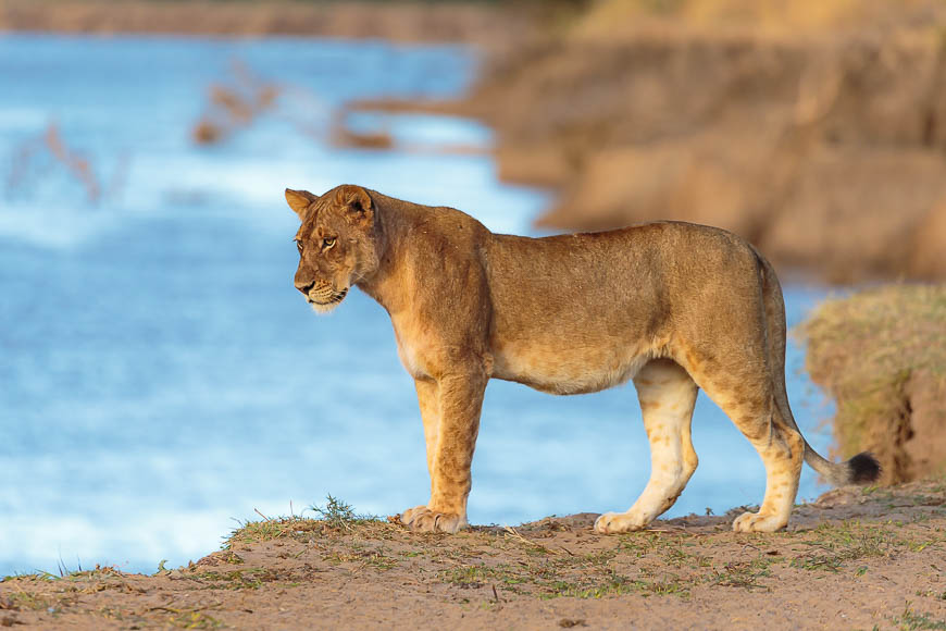 Images of wildlife from photo safari with edward selfe in zambia.