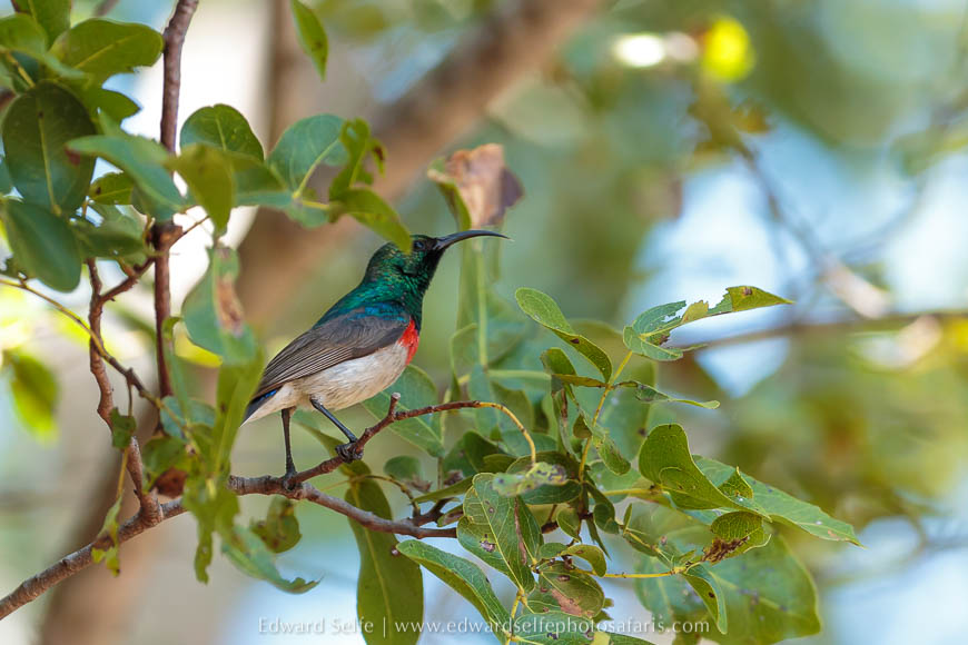 Wildlife image from a photo safari with edward selfe.