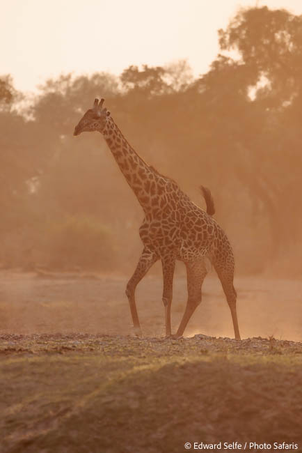 Image from exclusive luangwa photo safari by edward selfe
