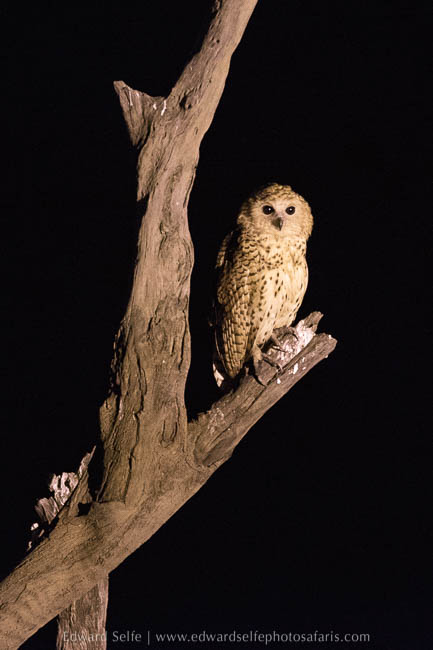 Wildlife image on photo safari with edward selfe in south luangwa national park.