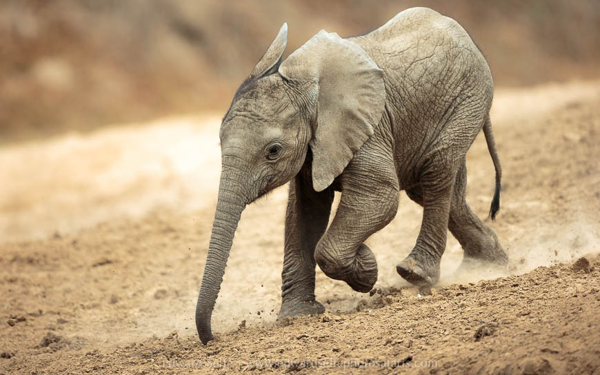 Wildlife image from photo safari with edward selfe in south luangwa national park.