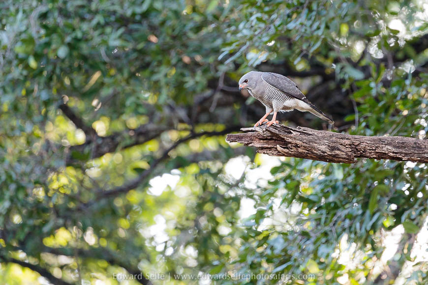 Wildlife image from photo safari with edward selfe in south luangwa national park.