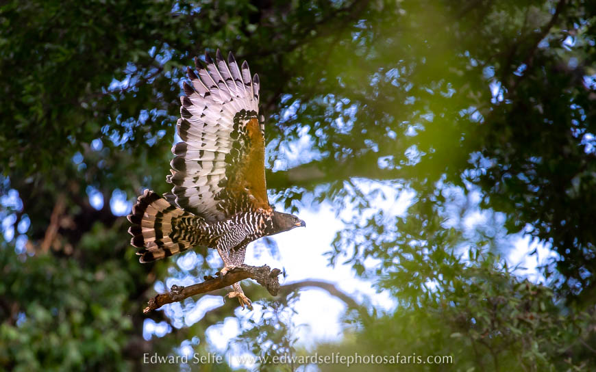 Wildlife image from photo safari with edward selfe.