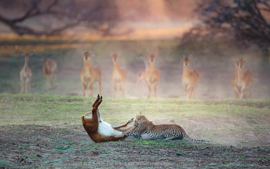 Wildlife image from photo safari with edward selfe in south luangwa national park.