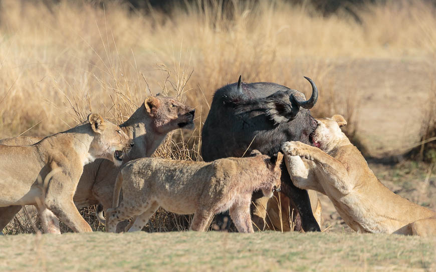 Wildlife image from photo safari with edward selfe in south luangwa national park.