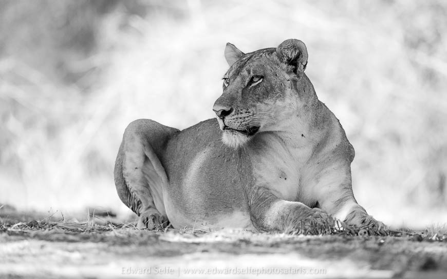 Wildlife image on photo safari with edward selfe in south luangwa national park.