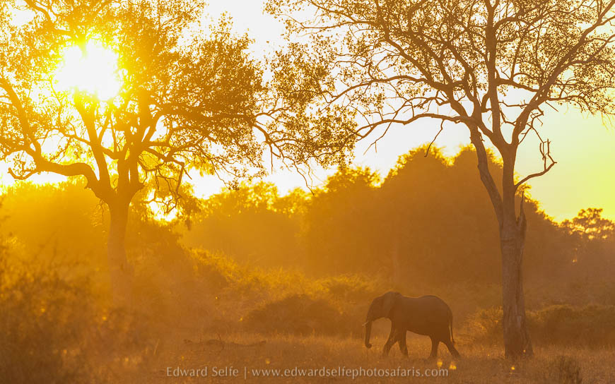 Wildlife image from photo safari with edward selfe in south luangwa national park.