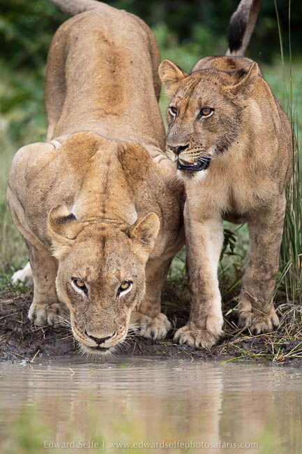 Wildlife image on photo safari with edward selfe in south luangwa national park.