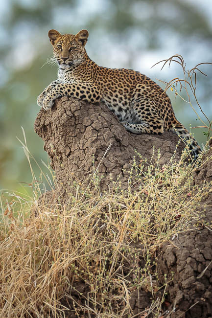 Images of wildlife from photo safari with edward selfe in the south luangwa np.