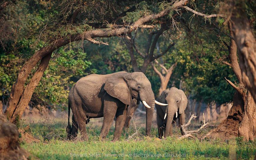 Wildlife image from a photo safari with edward selfe.