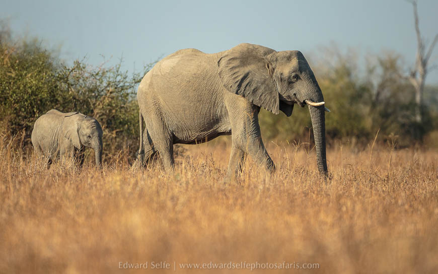 Wildlife image from photo safari with edward selfe in south luangwa national park.