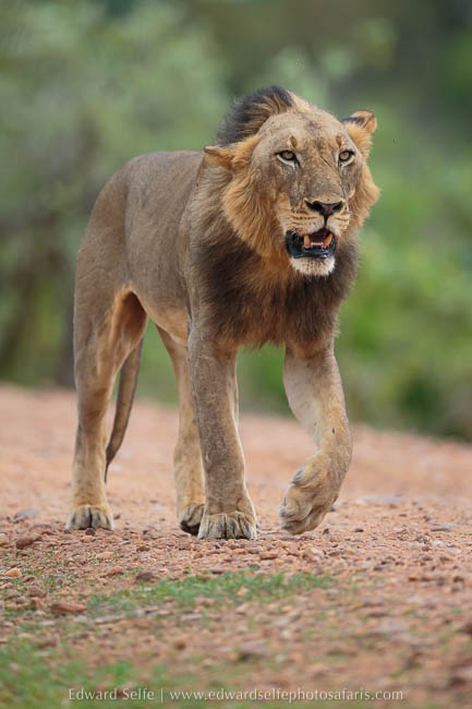 Wildlife image from photo safari with edward selfe in south luangwa national park.