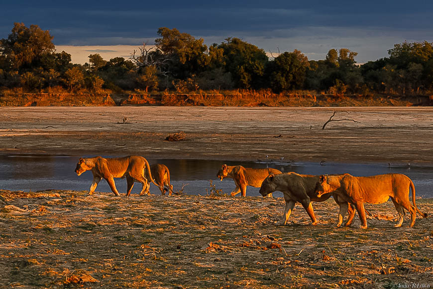 Andre erlichs image of wildlife from photo safari with edward selfe in zambia.