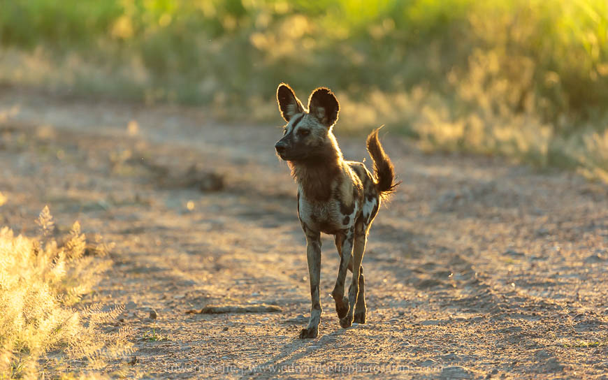 Wildlife image from photo safari with edward selfe.