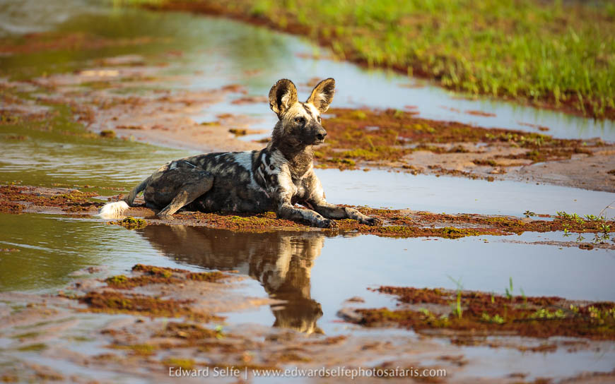 Wildlife image from photo safari with edward selfe.