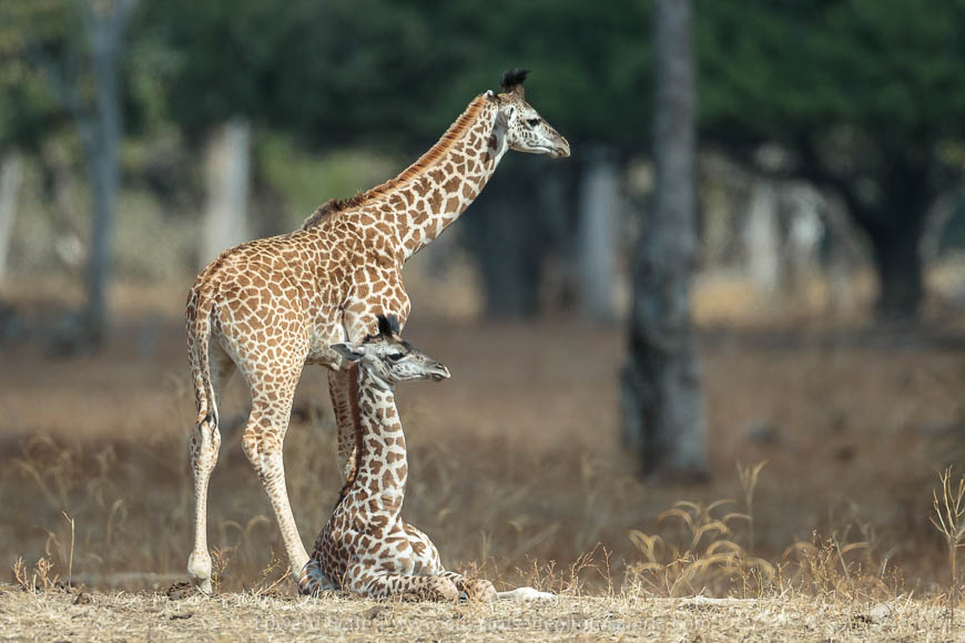 Wildlife image from photo safari with edward selfe in south luangwa national park.