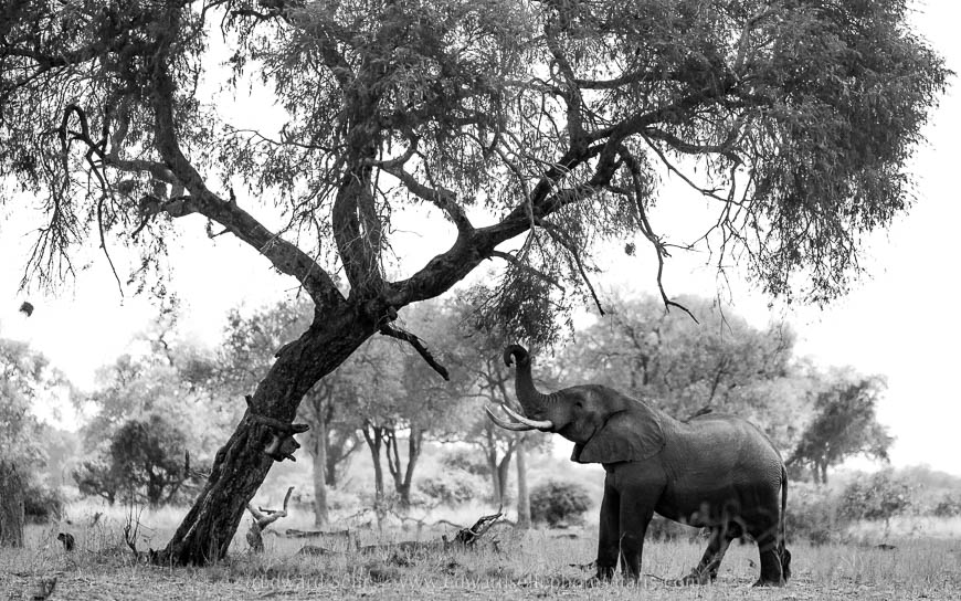 Wildlife image from photo safari with edward selfe in south luangwa national park.