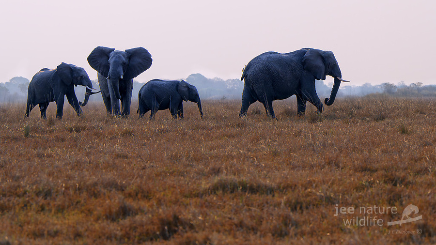 Wildlife image by john erik ellington from a photo safari in kafue national park with edward selfe.