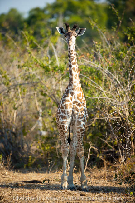 Wildlife image from photo safari with edward selfe.