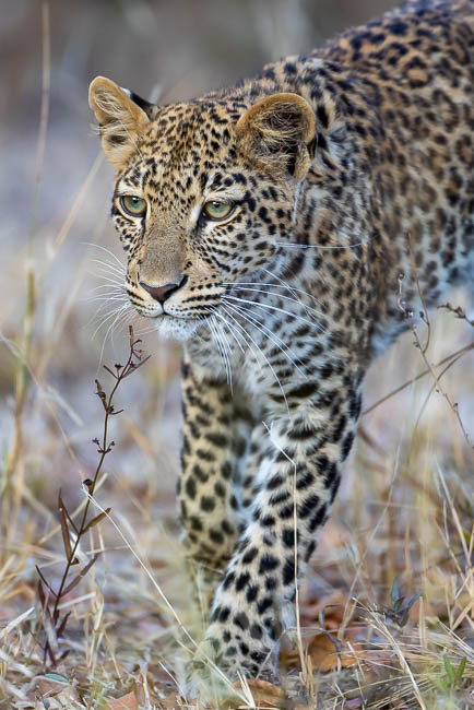 Images of wildlife from photo safari with edward selfe in south luangwa.
