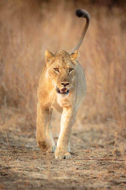 Wildlife image from photo safari with edward selfe in south luangwa national park.
