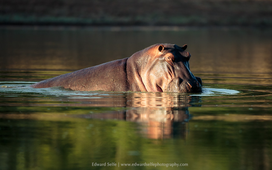 A hippo in the algal bloom following the end of the rains in South Luangwa NP, Zambia