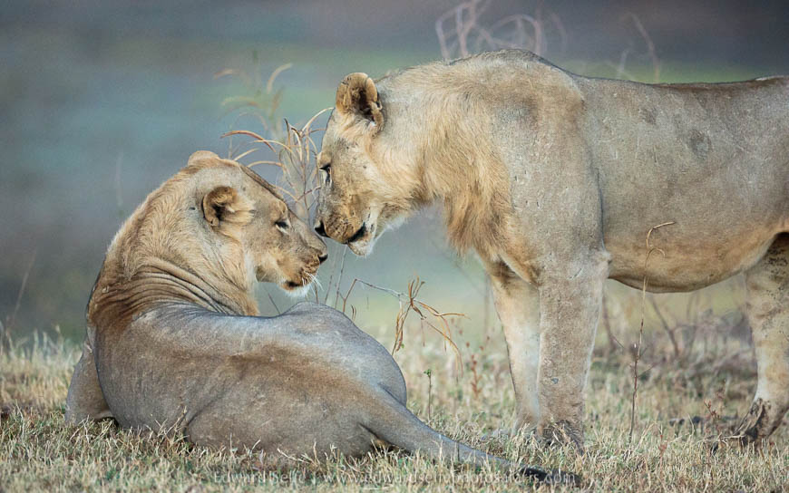 Young male lions on photo safari in south luangwa national park.
