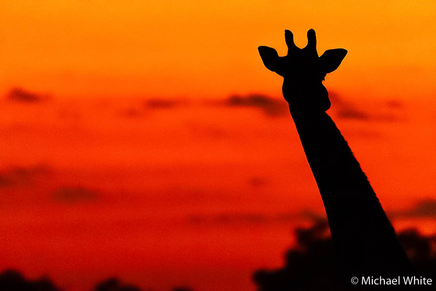 Mike white’s image of wildlife from photo safari with edward selfe in zambia.