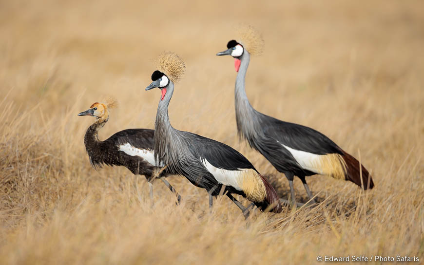 Wildlife image by edward selfe from photo safari in southern africa.