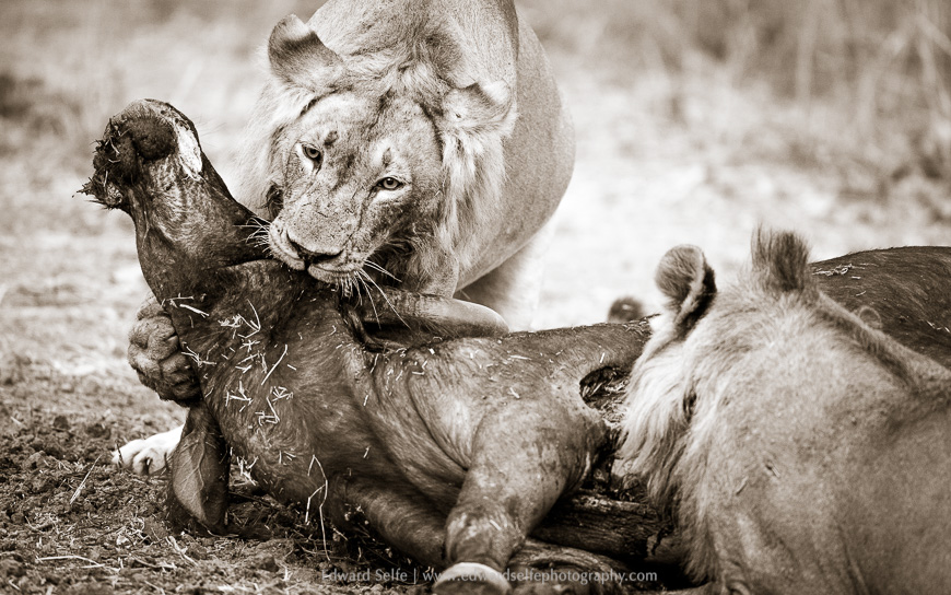Lions kill a female buffalo in an extraordinary show of strength.