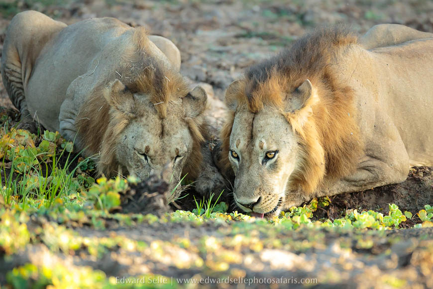 Wildlife image from a photo safari with edward selfe.