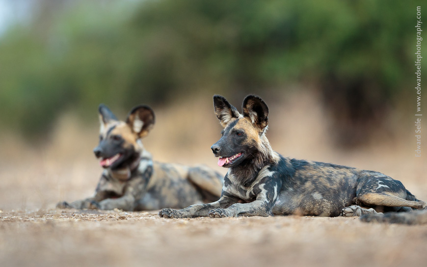 2 wild dogs lift their heads in South Luangwa NP.