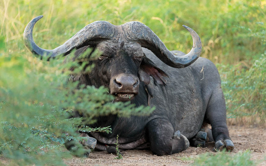 Wildlife image from photo safari with edward selfe in south luangwa national park.