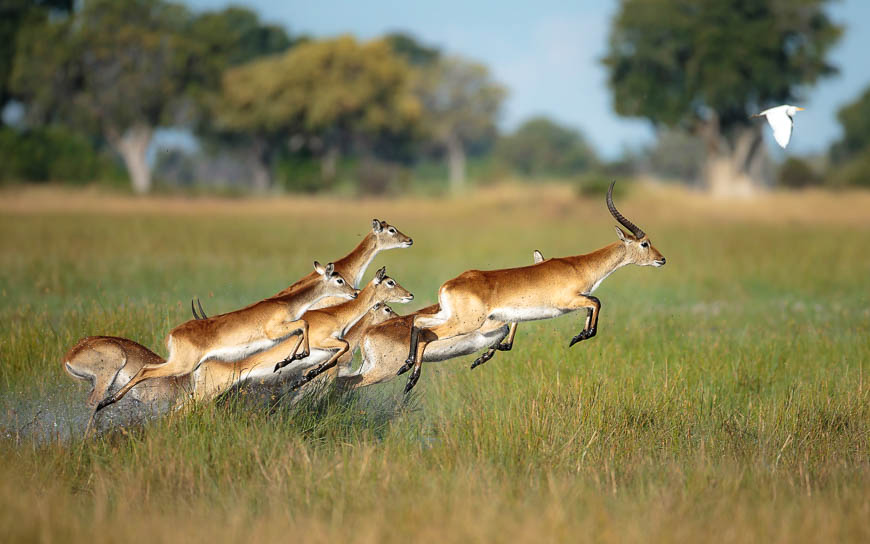 Images of wildlife from photo safari with edward selfe