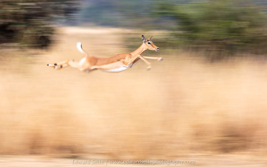 Motion blur image of an impala running on photo safari in South Luangwa National Park.