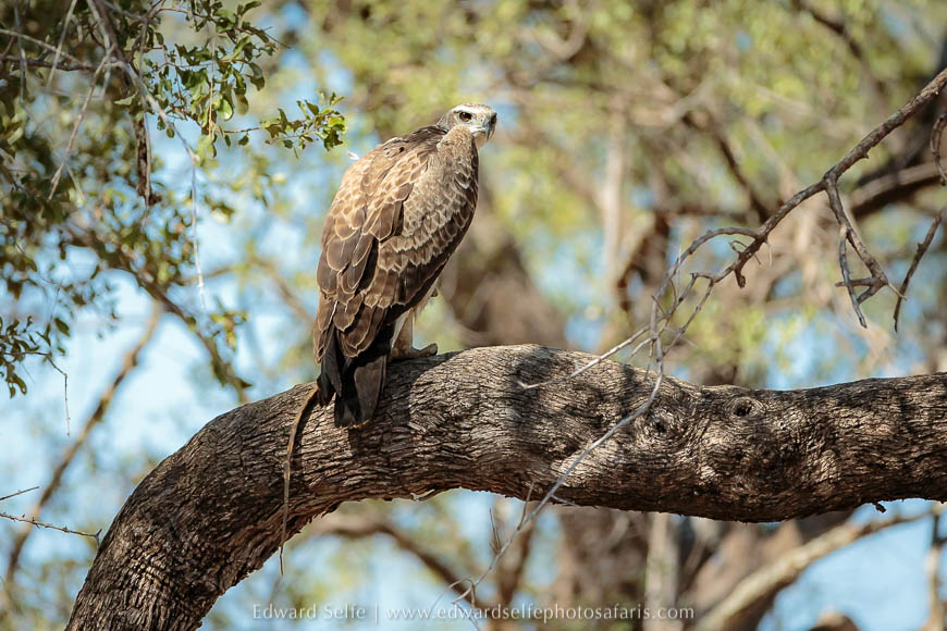 Wildlife image from a photo safari with edward selfe.