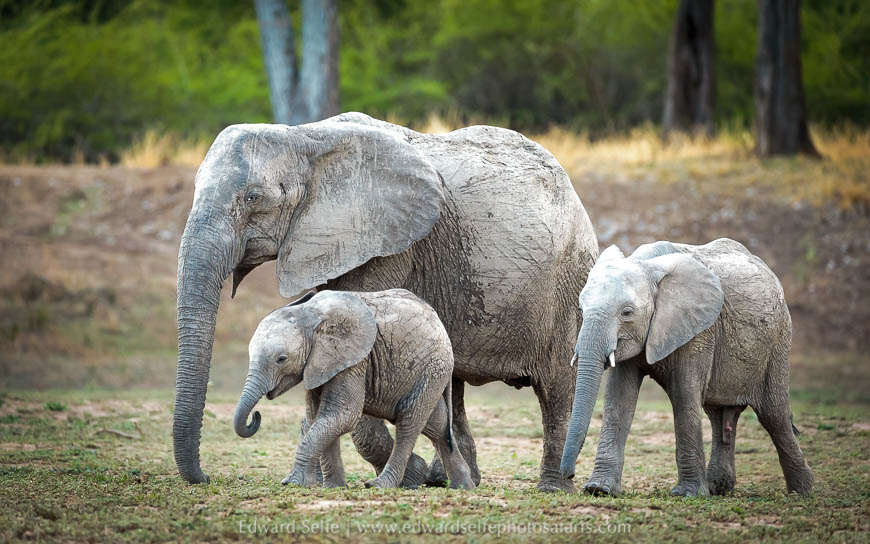 Wildlife image from a photo safari with edward selfe.