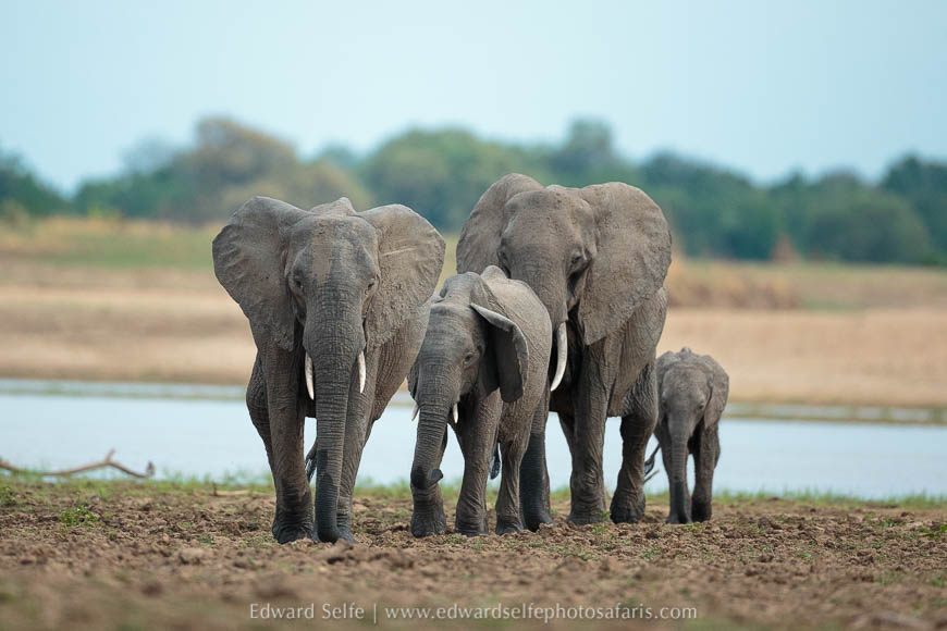 Wildlife image from photo safari with edward selfe in south luangwa national park.