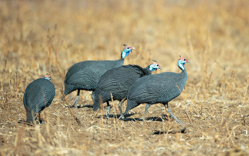 Wildlife image from photo safari with edward selfe in south luangwa national park.