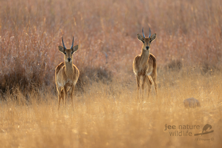 Wildlife image by john erik ellington from a photo safari in kafue national park with edward selfe.