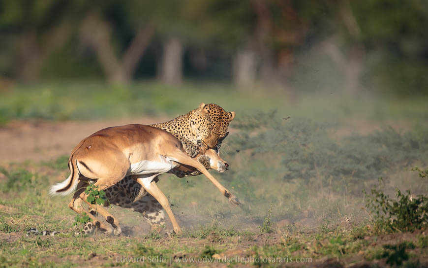 Wildlife image from photo safari with edward selfe.