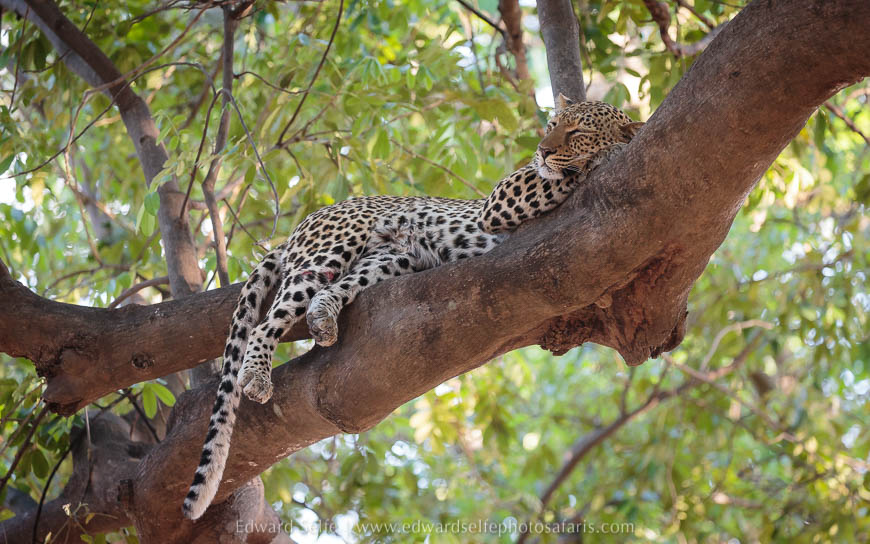 Wildlife image from photo safari with edward selfe in south luangwa national park.