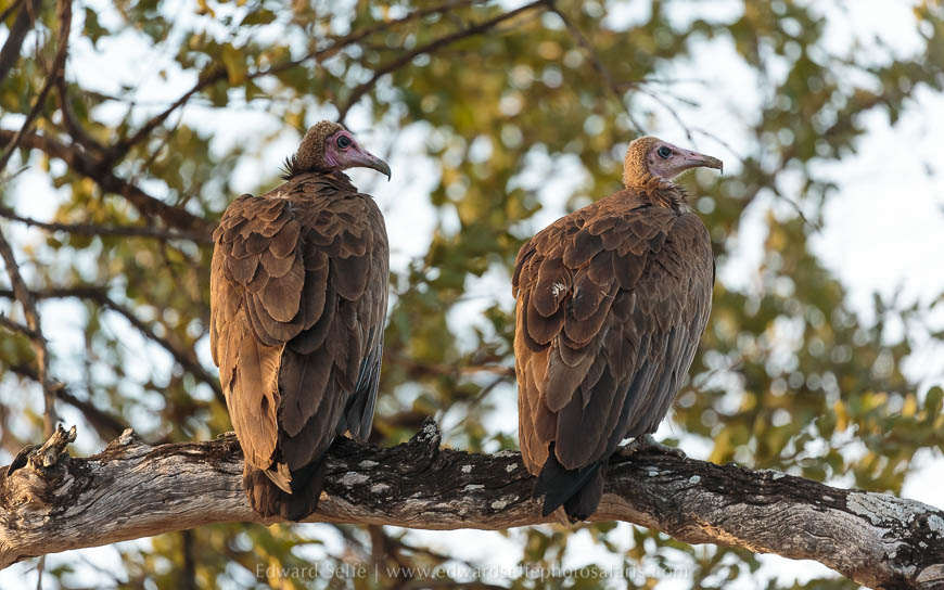 Wildlife image from photo safari with edward selfe in south luangwa national park.