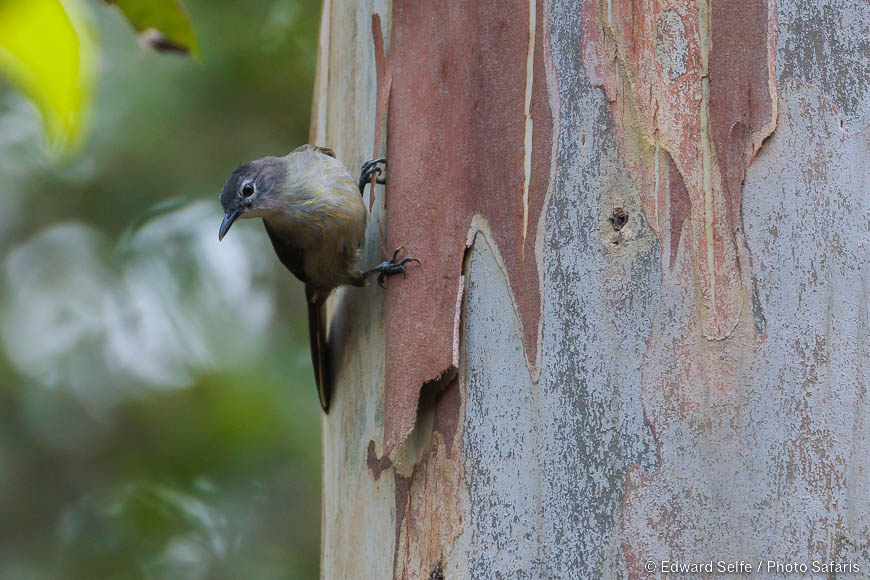 Wildlife image by edward selfe from road trip in zimbabwe & mozambique.
