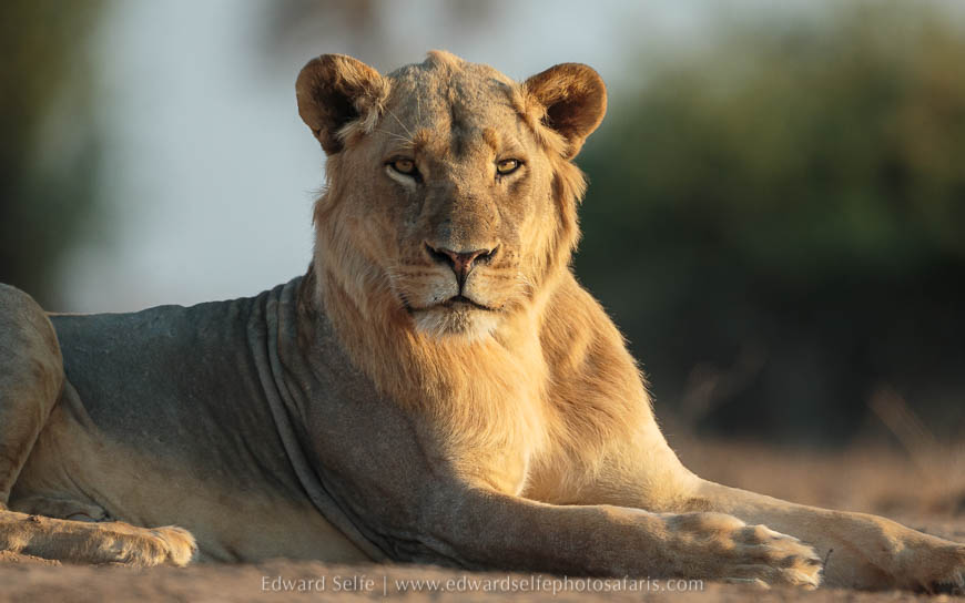 Wildlife image from photo safari with edward selfe in south luangwa national park.