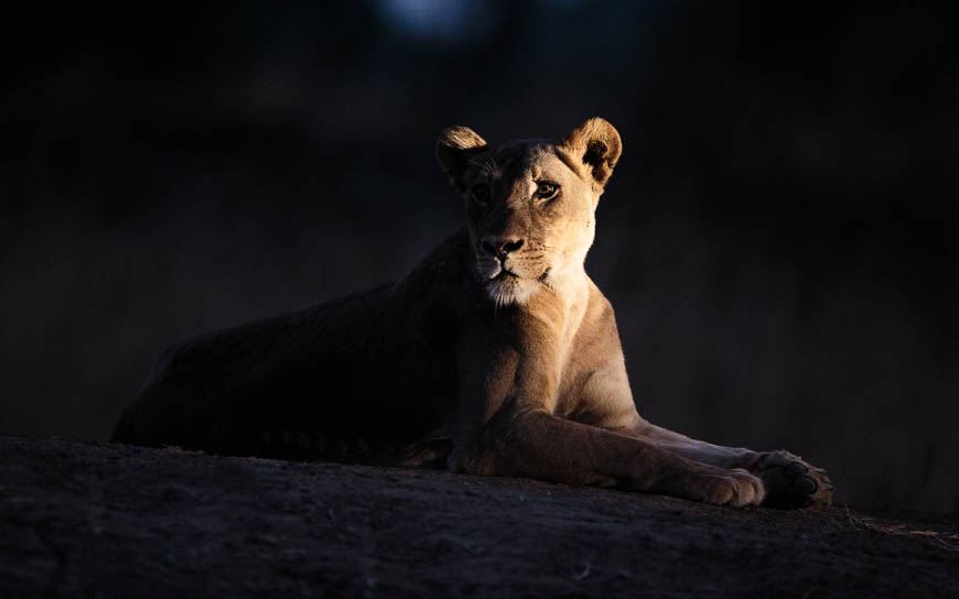 Wildlife image from photo safari with edward selfe in south luangwa national park.